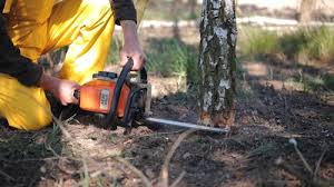 Best Tree Planting Services  in Greenwood Village, CO