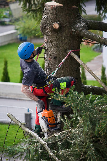 Best Tree Cabling and Bracing  in Greenwood Village, CO