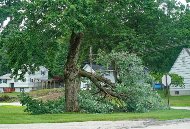 Best Tree and Shrub Care  in Greenwood Village, CO